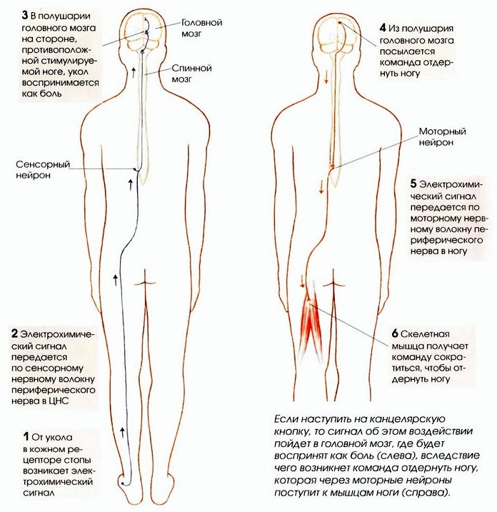 Нервная система человека, нервные клетки, нейроны, центральная и периферическая нервная система, основные функциональные области левого полушария головного мозга