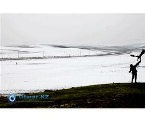 В Южном Казахстане прошли соревнования по орлиной охоте