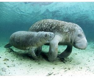 Сегодня - Всемирный день защиты морских млекопитающих