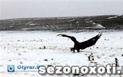 В Южном Казахстане прошли соревнования по орлиной охоте