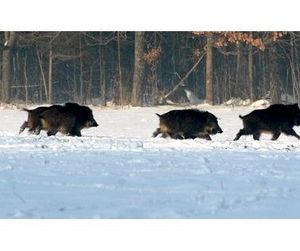 Снег открыл охоту на копытных в Тамбовской области