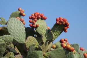 Опунция (Opuntia)