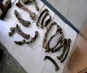 Два года за скелет