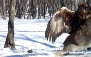 В приморском заповеднике камера зафиксировала нападение беркута на пятнистого оленя