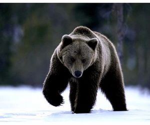 Весенняя охота на медведя в Амурской области