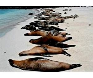 Тысяча морских львов покончила с собой на пляже Калифорнии