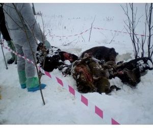 Браконьеры бросили добытых кабанов у дороги
