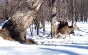 В приморском заповеднике камера зафиксировала нападение беркута на пятнистого оленя
