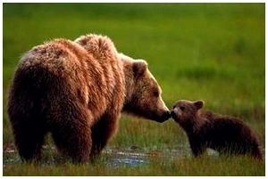 Медведь гризли и его жизнь Медведь гризли и его жизнь