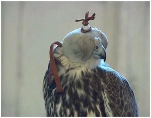 Соколиная охота ставками