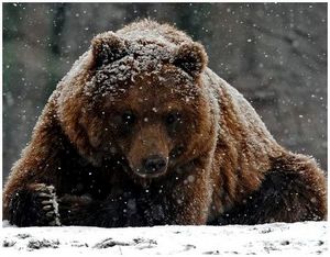какие медведи по характеру. Смотреть фото какие медведи по характеру. Смотреть картинку какие медведи по характеру. Картинка про какие медведи по характеру. Фото какие медведи по характеру