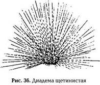 Животные, имеющие ядовитые органы для защиты и нападения: многощетинковые морские черви