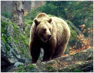 Охота на бурого медведя на болотах