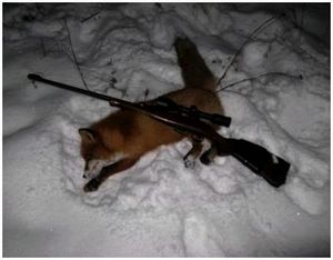Оружие для разных видов охоты на лису