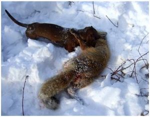 Охота на лис с таксой Охота на лис с таксой