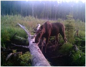 Секреты грамотного обустройства солонцов