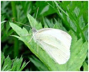 Секреты удачной рыбалки: Бабочка (Pieris brassicae)