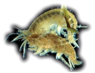 Секреты удачной рыбалки: Гаммарус (Gammarus sp.) мормыш