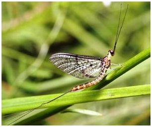 Секреты рыбалки: Подёнка ( Ephemeroptera )