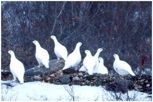Охота на белую куропатку Охота на белую куропатку
