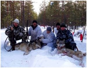 Облавная охота на волков с флажками Облавная охота на волков с флажками