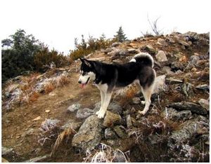 Охота с лайкой на волчат на логове