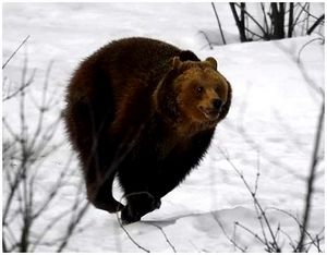 Секреты медвежьей облавной охоты