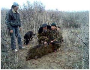 Добыча кабанов на потравах