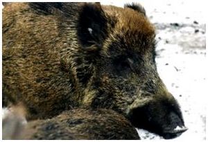 Оригинальные способы охоты на кабана Оригинальные способы охоты на кабана