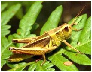 Секреты удачной рыбалки: Кузнечик (Tettigonia viridissima)