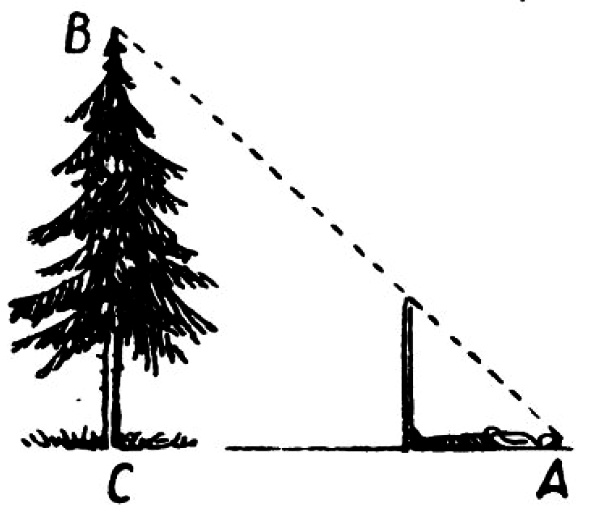 Способ определения высоты дерева или другого предмета по шесту и своему росту