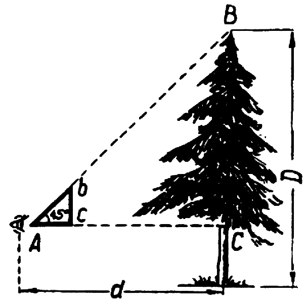 Способ определения высоты дерева или другого предмета с помощью прямоугольного треугольника с двумя острыми углами по 45 градусов