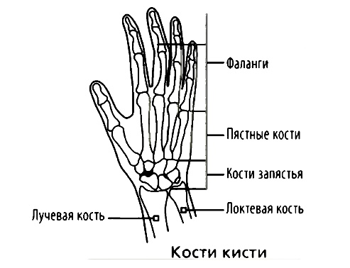 Кости кисти