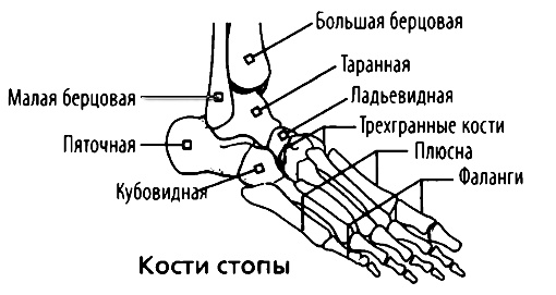 Кости стопы