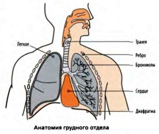 Болезни сердца и легких, обследование, признаки тяжелого заболевания, причины, первая помощь и лечение болезней сердца и легких в полевых условиях.