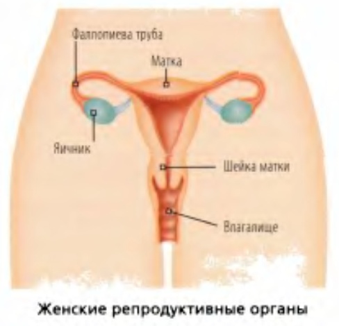 Гинекологические заболевания, менструальный цикл и контрацепция, обследование, особые симптомы и состояния, первая помощь и лечение гинекологических заболеваний в полевых условиях.