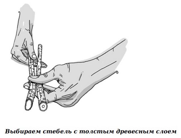 Как изготовить набор для добычи огня ручным сверлением, ручное сверло и очаговая дощечка, подбор древесины и порядок изготовления.