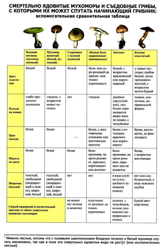 Наиболее распространенные ядовитые грибы, виды ядов, признаки отравления, с какими съедобными грибами можно спутать ядовитые грибы