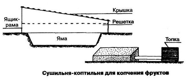 Сушилка-коптильня для сушки и копчения фруктов, устройство, размеры, порядок сушки и копчения фруктов