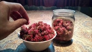 Клевер в кулинарии: польза, как собирать и 5 лучших рецептов от супа до салата