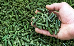 Люцерна на вашем столе: от корма для скота до изысканного полезного блюда