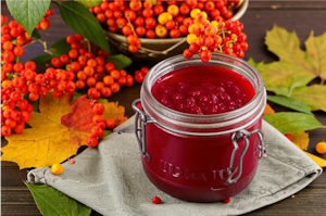 Рябина обыкновенная: рецепты варенья, сиропа, киселя, желе и других полезных заготовок