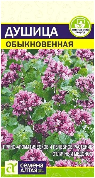 Лекарственное растение - Душица обыкновенная