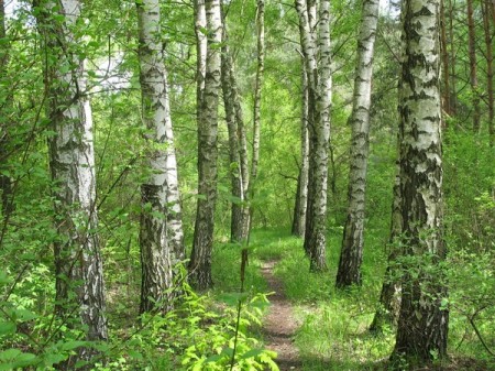 Лес и здоровье человека